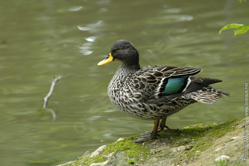 Yellow-billed Duck male adult breeding, identification