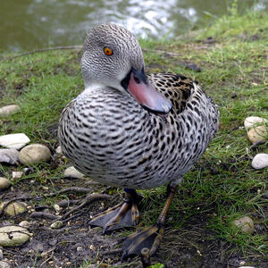 Canard du Cap