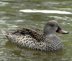 Canard du Cap