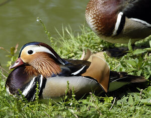 Mandarin Duck