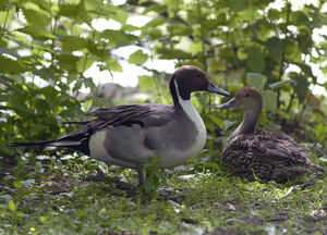 Canard pilet