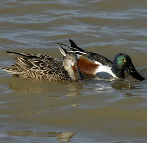 Northern Shoveler 
&copy; Christian Maliverney