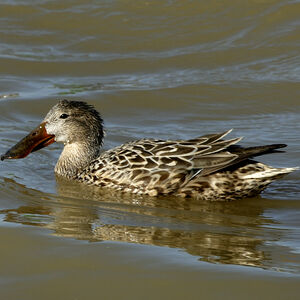 Northern Shoveler 
&copy; Christian Maliverney