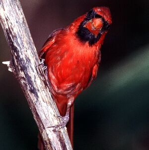 Cardinal rouge