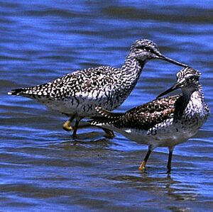 Greater Yellowlegs