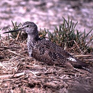 Greater Yellowlegs