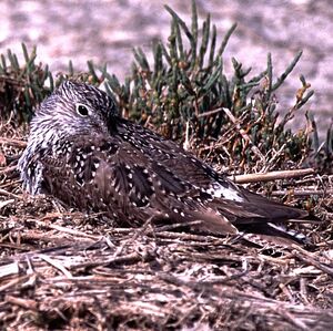 Greater Yellowlegs