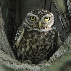 Chev�che d'Ath�na 
&copy; Christian Maliverney