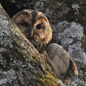 Chouette hulotte 
&copy; Christian Maliverney