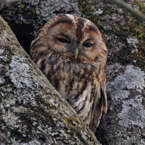Chouette hulotte 
&copy; Christian Maliverney