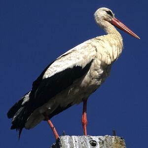 Cigogne blanche 
&copy; Christian Maliverney