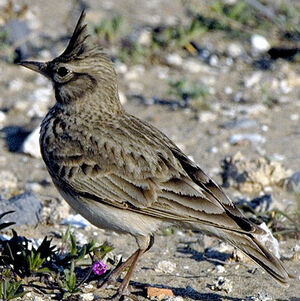 Crested Lark