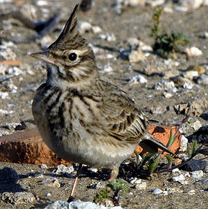 Crested Lark