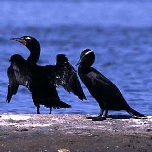 Cormoran � aigrettes