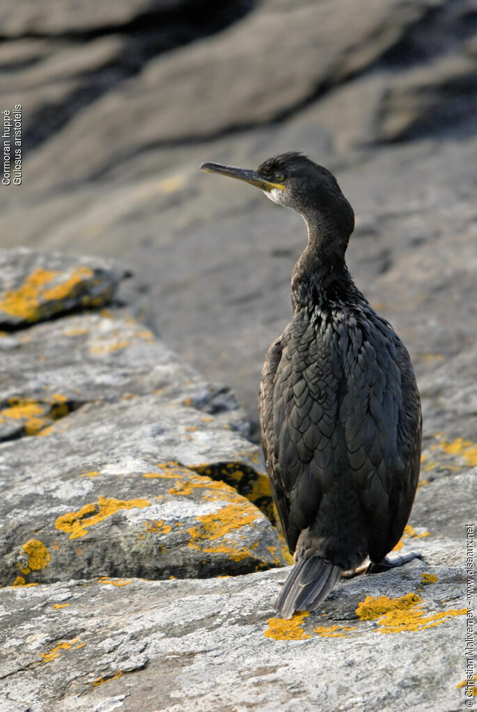 Cormoran huppéadulte, identification