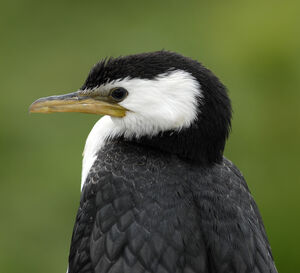 Little Pied Cormorant