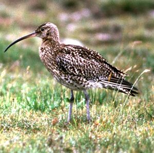Eurasian Curlew 
&copy; Christian Maliverney