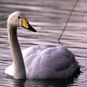 Cygne chanteur