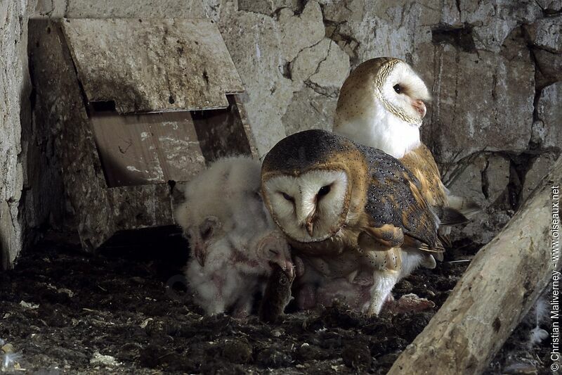 Western Barn Owl adult breeding