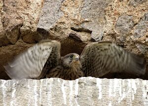 Faucon cr�cerelle 
&copy; Christian Maliverney