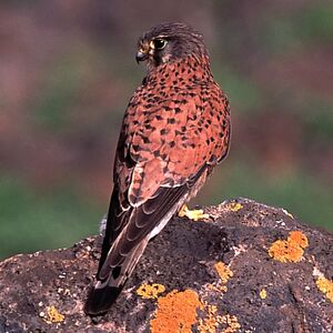 Common Kestrel