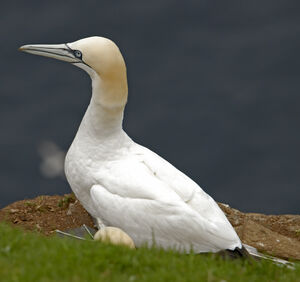 Northern Gannet 
&copy; Christian Maliverney