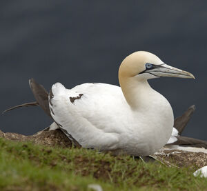 Northern Gannet 
&copy; Christian Maliverney