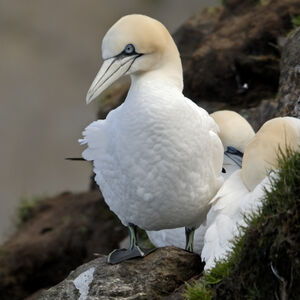 Northern Gannet 
&copy; Christian Maliverney