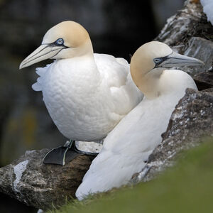 Northern Gannet 
&copy; Christian Maliverney
