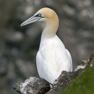 Northern Gannet 
&copy; Christian Maliverney