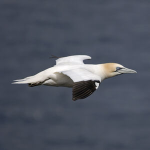 Northern Gannet 
&copy; Christian Maliverney