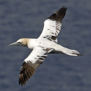 Northern Gannet 
&copy; Christian Maliverney