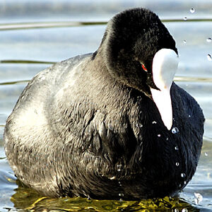 Eurasian Coot