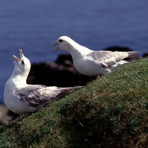 Fulmar bor�al 
&copy; Christian Maliverney