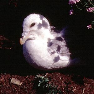 Fulmar bor�al 
&copy; Christian Maliverney