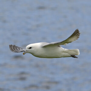 Fulmar boréal
