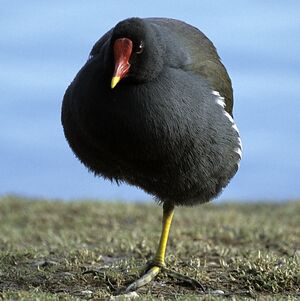 Common Moorhen