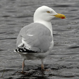 European Herring Gull 
&copy; Christian Maliverney