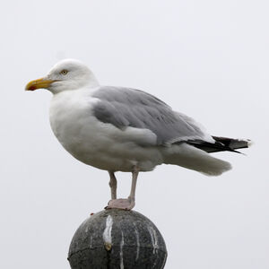 European Herring Gull 
&copy; Christian Maliverney