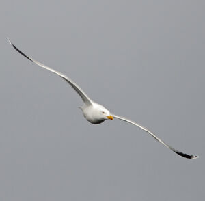 European Herring Gull 
&copy; Christian Maliverney