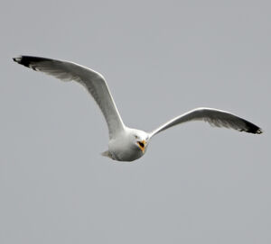 European Herring Gull 
&copy; Christian Maliverney