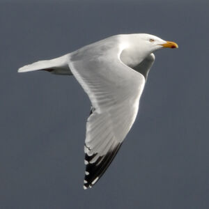 European Herring Gull 
&copy; Christian Maliverney