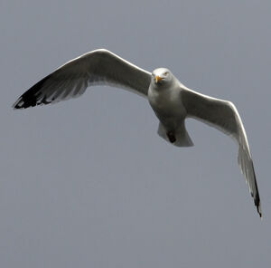 European Herring Gull 
&copy; Christian Maliverney