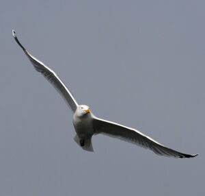 European Herring Gull 
&copy; Christian Maliverney