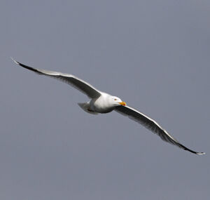 European Herring Gull 
&copy; Christian Maliverney