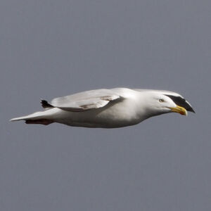 European Herring Gull 
&copy; Christian Maliverney