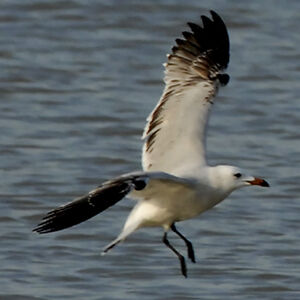 Audouin's Gull 
&copy; Christian Maliverney