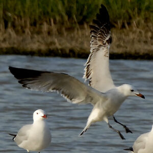 Audouin's Gull 
&copy; Christian Maliverney