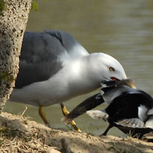 Go�land leucoph�e 
&copy; Christian Maliverney