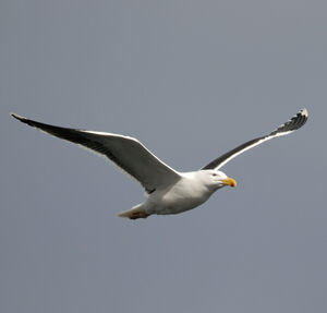 Great Black-backed Gull 
&copy; Christian Maliverney